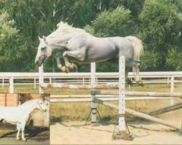 stallion Renomee (Hanoverian, 1981, from Ramiro Z)