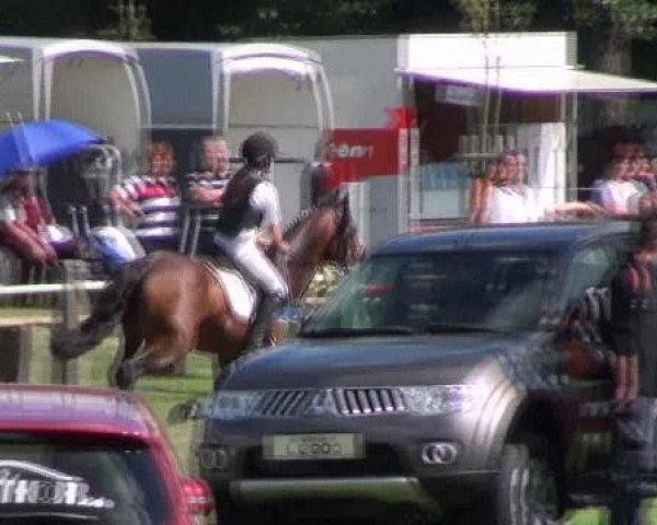 Deckhengst Norlunds Asterix (Dänisches Warmblut, 1999, von Antario N)
