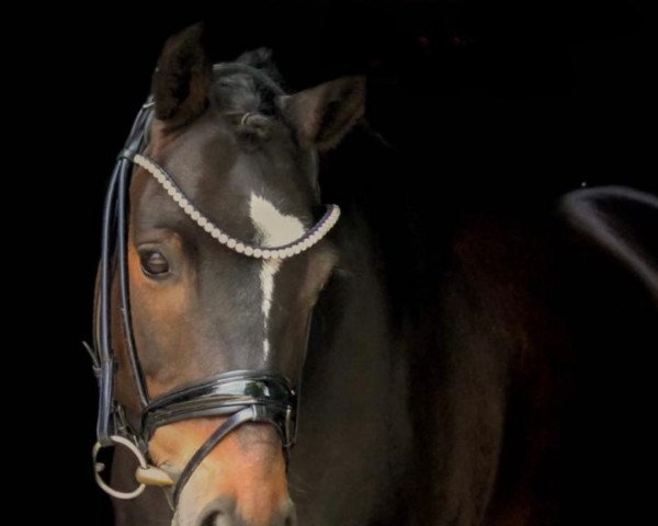 dressage horse Cupcake 20 (German Riding Pony, 2014, from Corbinian)