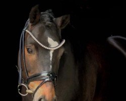 dressage horse Cupcake 20 (German Riding Pony, 2014, from Corbinian)