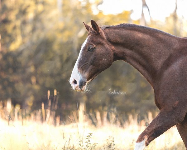 horse Davantage (Oldenburg, 2007, from Don Schufro)