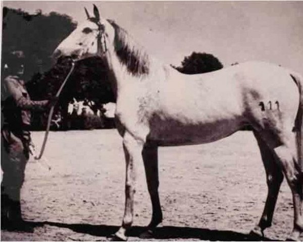 Zuchtstute Usada (Pura Raza Espanola (PRE), 1956, von Estepeño)