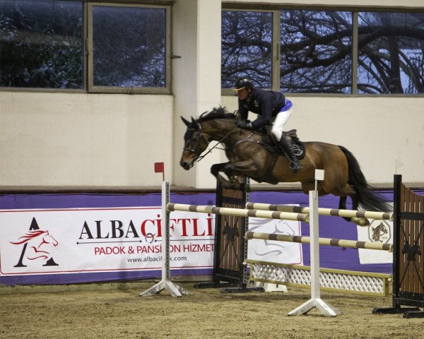 horse Gigondas (KWPN (Royal Dutch Sporthorse), 2011, from Ultimo)