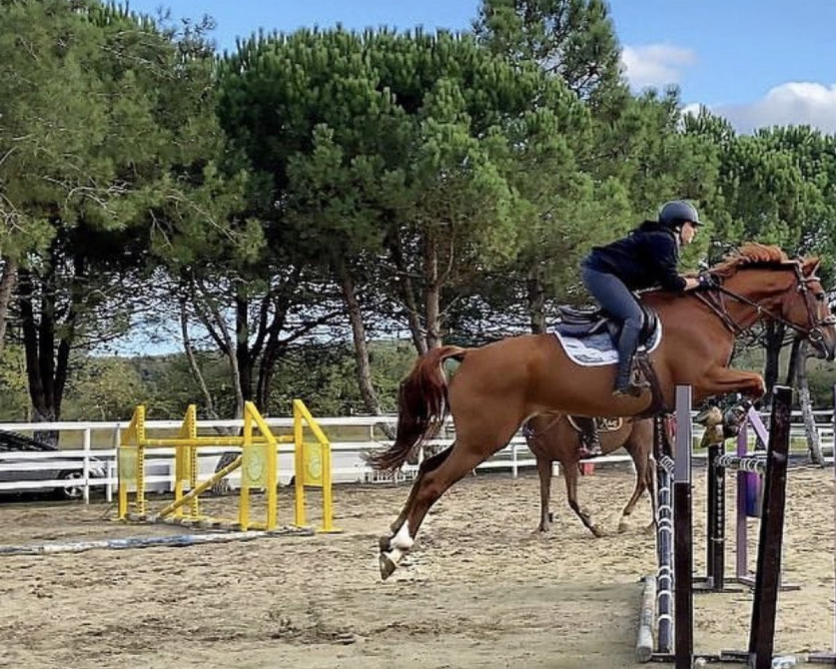 jumper Jarez de la Frontera (Belgian Warmblood, 2009, from Griseldi)