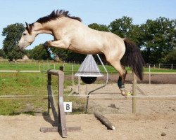 jumper Lake Tahoe (German Sport Horse, 2016, from Larimar)