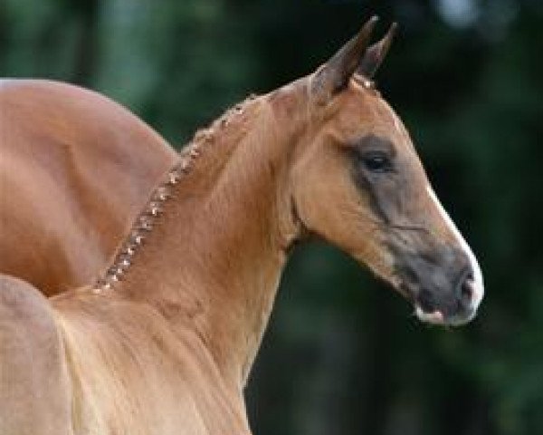 horse Hibiscus N.D (KWPN (Royal Dutch Sporthorse), 2012, from Charmeur) horse Hibiscus N.D (KWPN (Royal Dutch Sporthorse), 2012, from Charmeur)