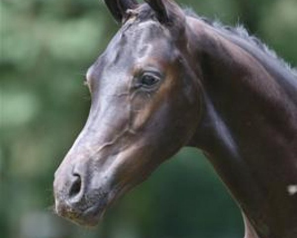 Pferd Hercules E (KWPN (Niederländisches Warmblut), 2012, von Charmeur)