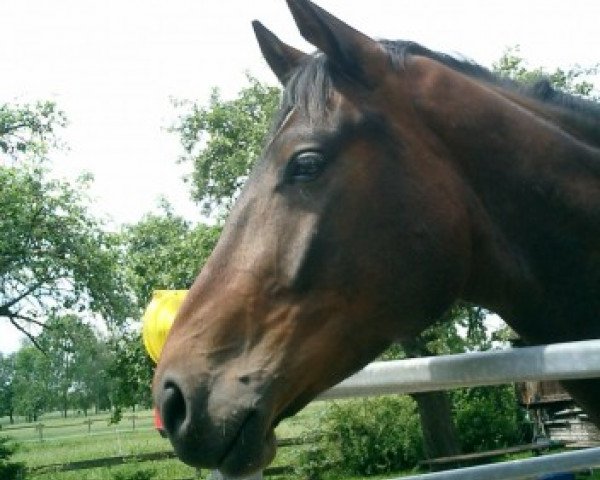 Springpferd Faro (Hannoveraner,  , von Frenchman I)