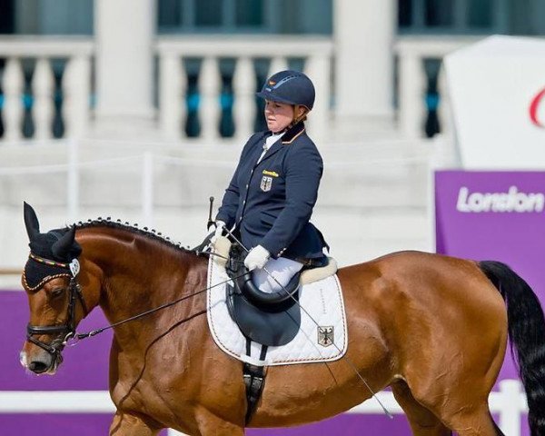 dressage horse Ariva Avanti (Hessian Warmblood, 2003, from Alabaster)