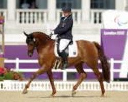 broodmare Aquilina (Zweibrücken, 1998, from Aquilino)