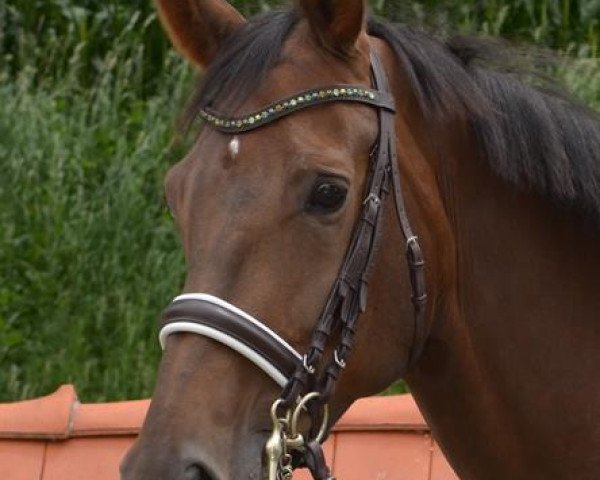 dressage horse Dolce Vita 173 (Westphalian, 2005, from Dancing Dynamite)