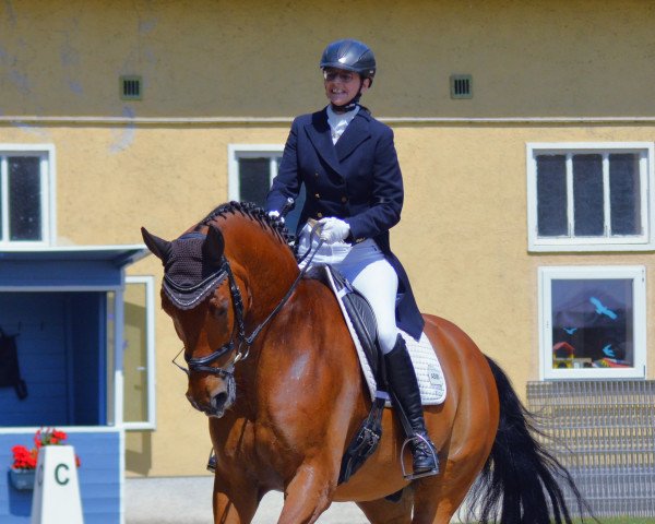 dressage horse Bukephalos 2 (Austrian Warmblood, 2011, from Belissimo NRW)