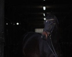 Springpferd Chilango's Corazón (Hannoveraner, 2017, von Cornet Obolensky)