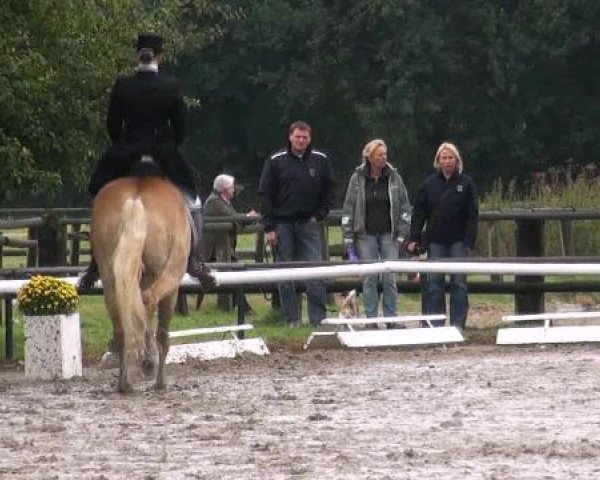 Dressurpferd Lutz (7,03% ox) (Haflinger, 2003, von Argument (10,94% ox))