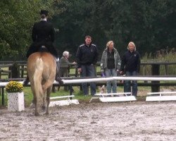 dressage horse Lutz (7,03% ox) (Haflinger, 2003, from Argument (10,94% ox))