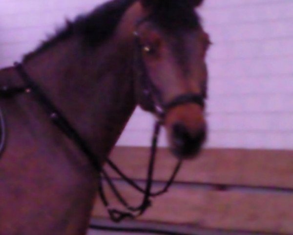 jumper Cordial Jasper (KWPN (Royal Dutch Sporthorse), 1996, from Cordial Medoc)