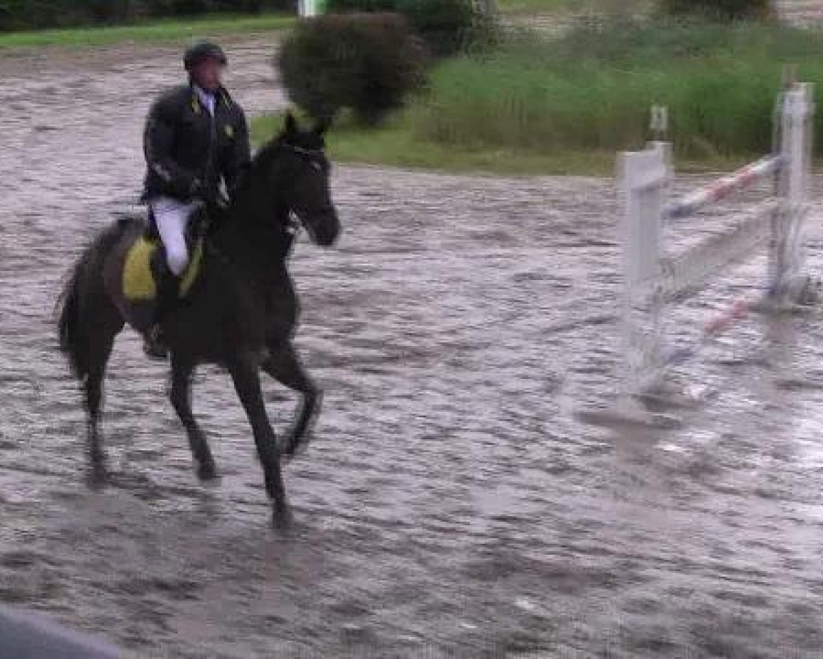 Springpferd Paolo Kei (Westfale, 2001, von Popcorn)