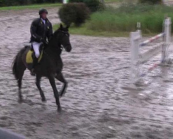 Springpferd Paolo Kei (Westfale, 2001, von Popcorn)