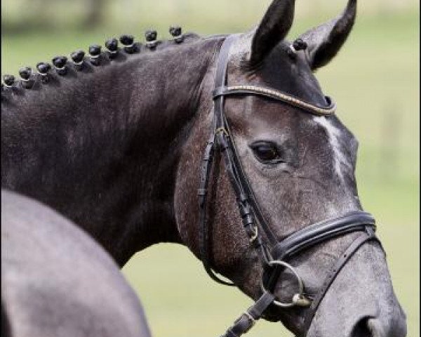 horse Da Valino (Hanoverian, 2009, from Dressage Royal)