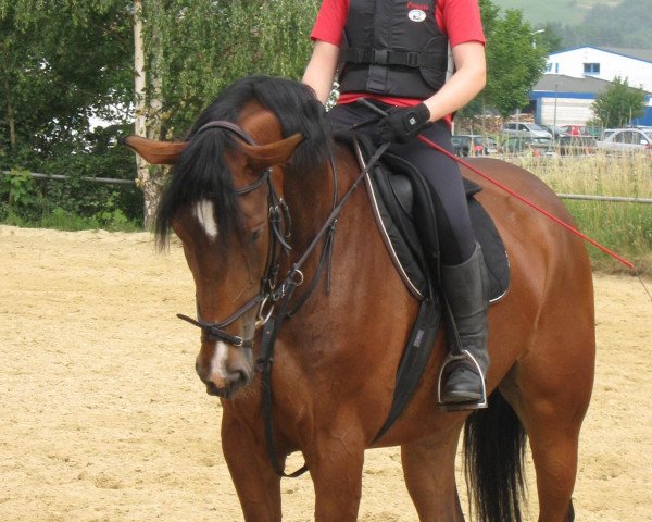 broodmare Andora 47 (Latvian Warmblood, 2002, from Avalanss) broodmare Andora 47 (Latvian Warmblood, 2002, from Avalanss)