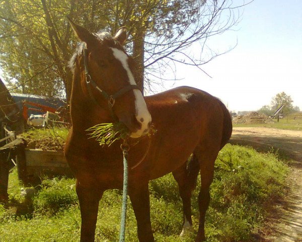 horse Con Coeur (KWPN (Royal Dutch Sporthorse), 2000, from Krack C)