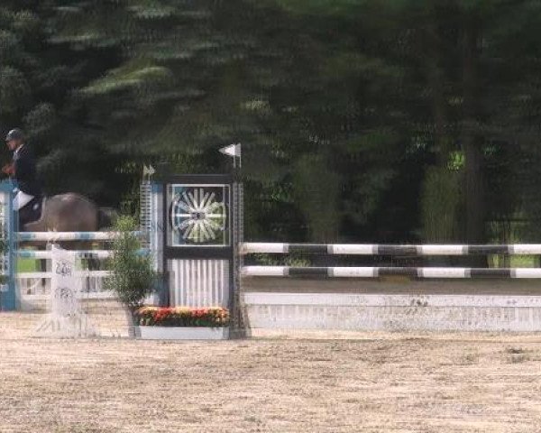 jumper Qamar (Westphalian, 2007, from Quite Capitol)