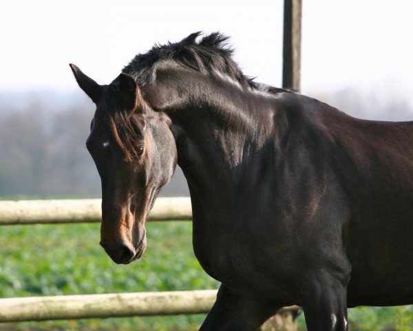 Dressurpferd Fernando 621 (Hannoveraner, 2004, von Fishermans Friend)