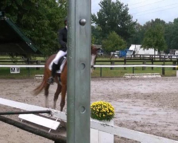 dressage horse Rossandro (Oldenburg, 2006, from Rousseau) dressage horse Rossandro (Oldenburg, 2006, from Rousseau)