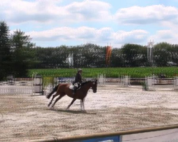 broodmare Lissy 564 (Oldenburg, 2001, from Cordalme Z)