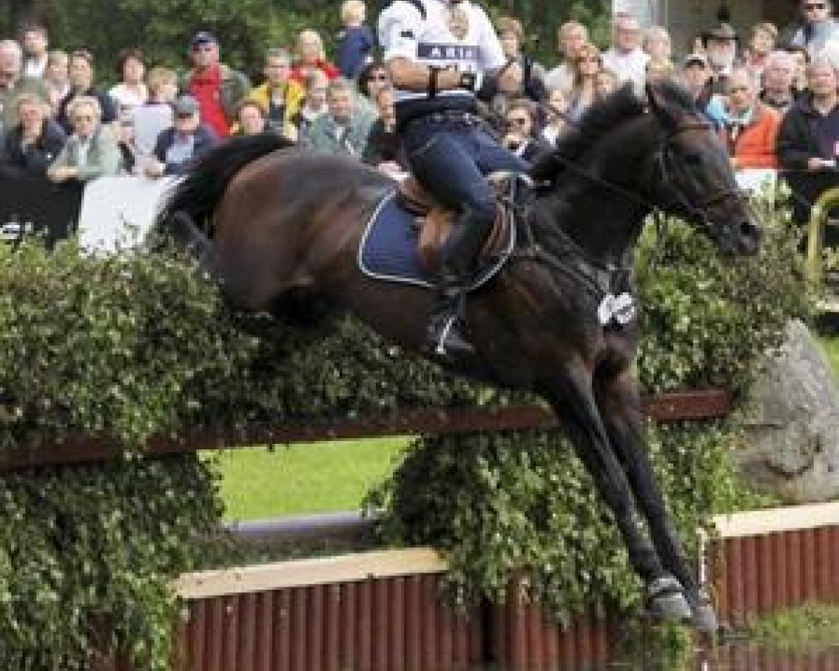 stallion Leprince des Bois (Selle Français, 1999, from Yarlands Summer Song)