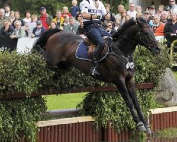stallion Leprince des Bois (Selle Français, 1999, from Yarlands Summer Song)