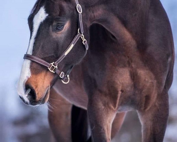 jumper Lennox (German Sport Horse, 2004, from Loreto) jumper Lennox (German Sport Horse, 2004, from Loreto)