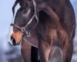 jumper Lennox (German Sport Horse, 2004, from Loreto)