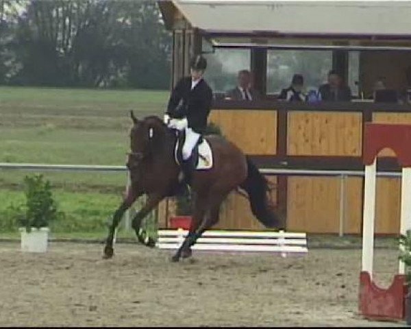 Zuchtstute Renesse (Westfale, 2007, von Rock Forever NRW)