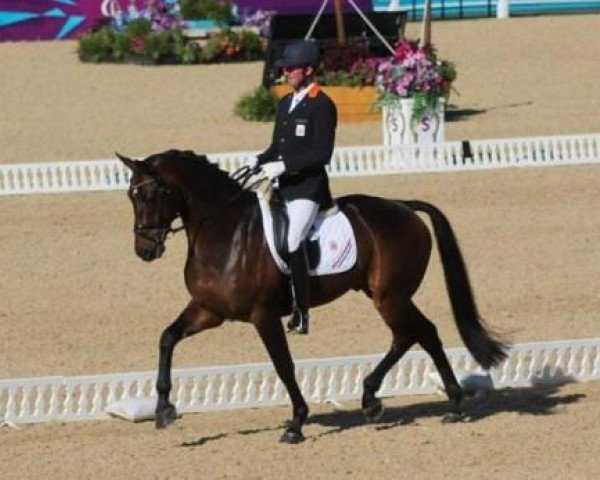 horse Alphaville (KWPN (Royal Dutch Sporthorse), 2005, from Sandreo)