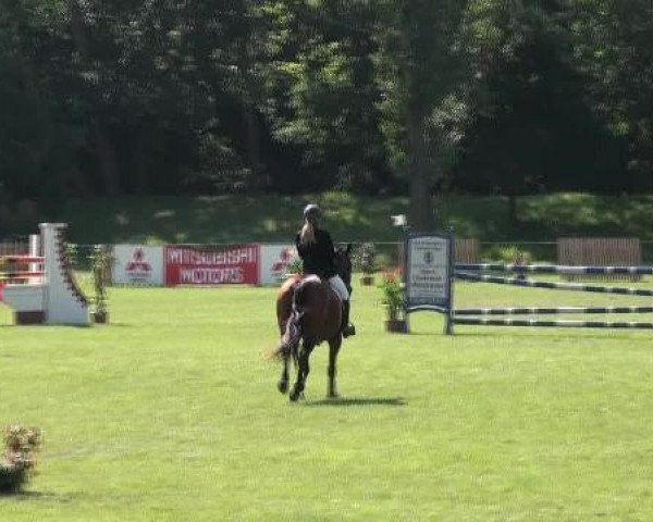jumper Finesse 286 (Hanoverian, 2000, from For Expo 2000)