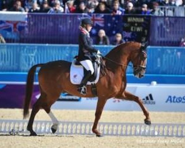 dressage horse Pinocchio (KWPN (Royal Dutch Sporthorse), 1997, from Landeur)