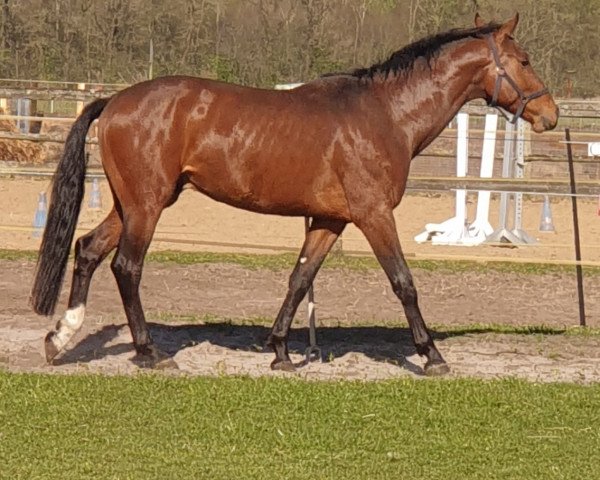 horse Rocky (Holsteiner, 2019, from Rock Forever NRW)