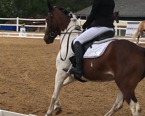 broodmare Finja 183 (German Riding Pony, 2012, from Othello)