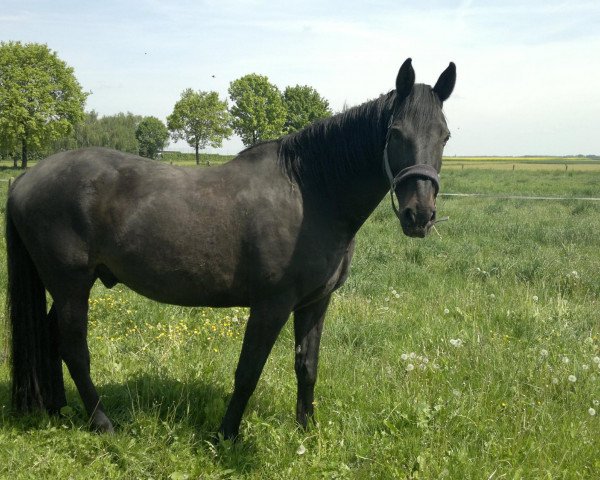 horse Chicco 40 (Oldenburg, 1994, from Carprilli)