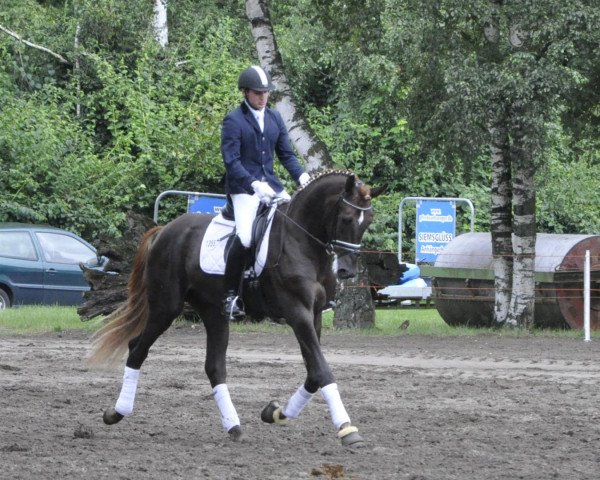 Deckhengst Fürst Nymphenburg II (Hannoveraner, 2009, von Florencio I)