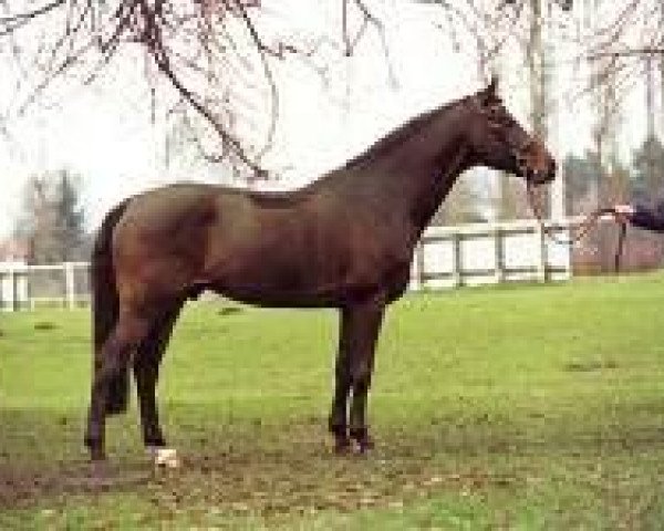 Deckhengst Landstreicher (Holsteiner, 1991, von Landgraf I)