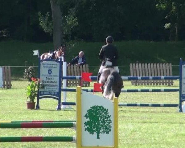 jumper Excelsius - Sch (German Sport Horse, 2004, from Expo'se)