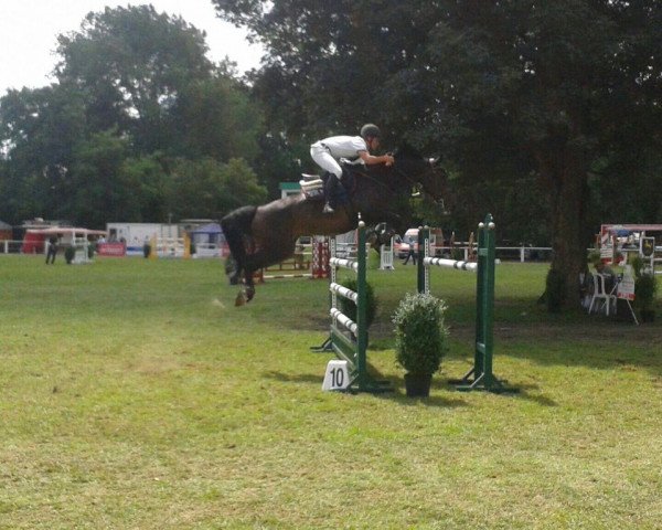 jumper Concerto 15 (Hanoverian, 2003, from Contendro I)