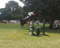 jumper Concerto 15 (Hanoverian, 2003, from Contendro I)