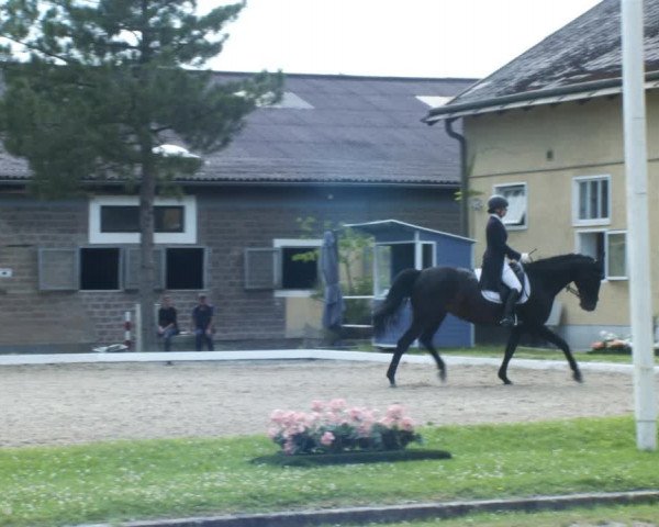 Reitturnier W, Wien-Freudenau/ASKÖ 2022