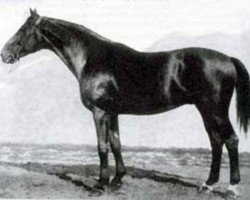 stallion Astor 250 (Trakehner, 1922, from Wolkenflug)