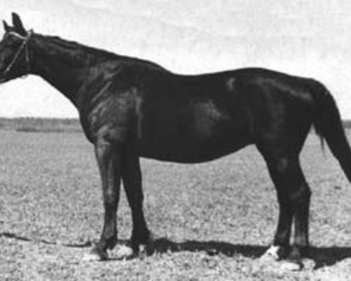 broodmare Poljana (Trakehner, 1944, from Polarstern)