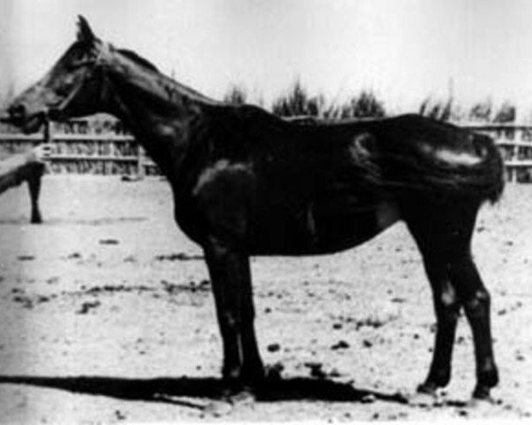 Zuchtstute Poprawka (Russisch Trakehner, 1950, von Piligrim) Zuchtstute Poprawka (Russisch Trakehner, 1950, von Piligrim)