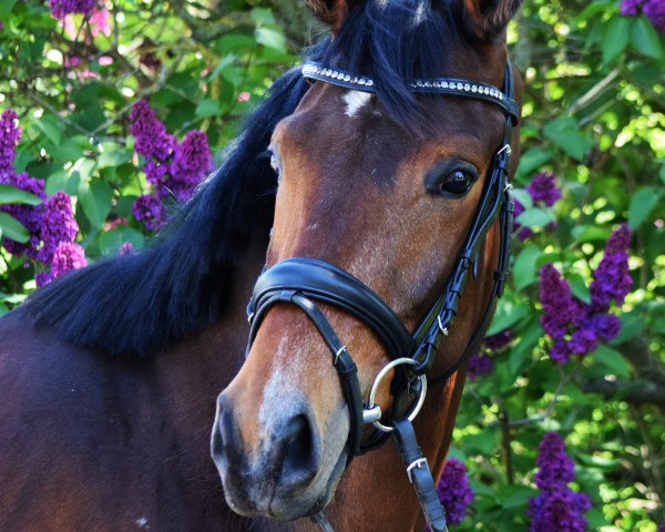 horse Kamea (Trakehner, 2019, from Freiherr von Stein)